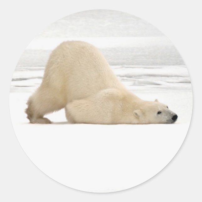 Polar bear scratching itself on frozen tundra classic round sticker (Front)