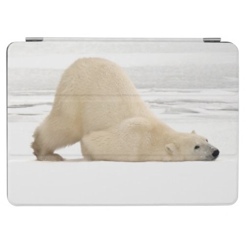 Polar bear scratching itself on frozen tundra iPad air cover