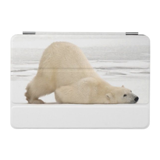 Polar bear scratching itself on frozen tundra iPad mini cover (Horizontal)
