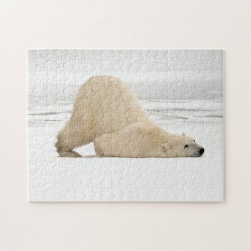 Polar bear scratching itself on frozen tundra jigsaw puzzle