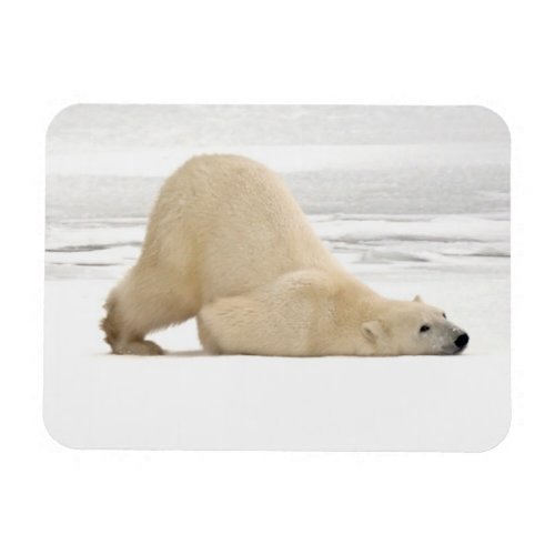 Polar bear scratching itself on frozen tundra magnet