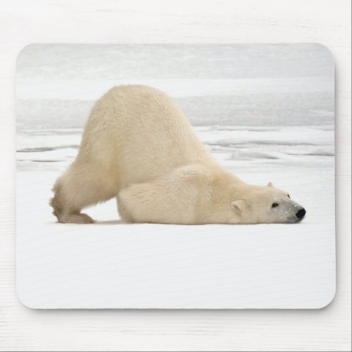 Polar bear scratching itself on frozen tundra mouse pad