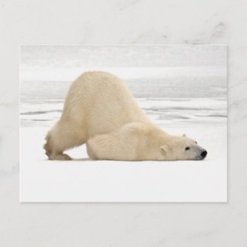 Polar Bear Scratching Itself On Frozen Tundra Postcard by theworldofanimals at Zazzle
