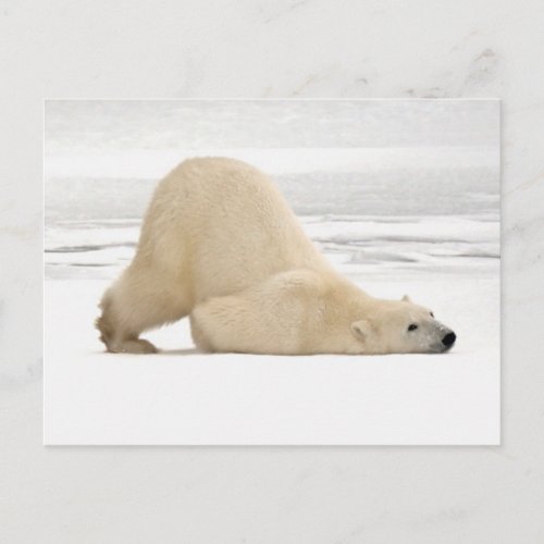 Polar bear scratching itself on frozen tundra postcard