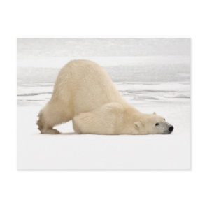 Polar bear scratching itself on frozen tundra postcard