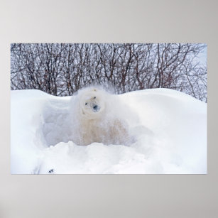 Polar bear shaking snow off on frozen tundra poster