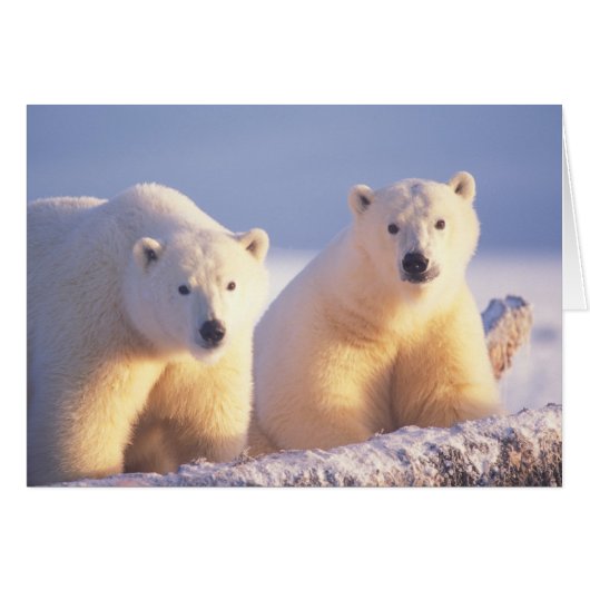 Polar bear sow with cub on pack ice (Front Horizontal)