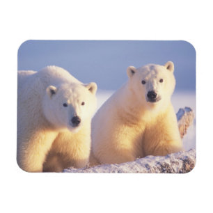 Polar bear sow with cub on pack ice magnet