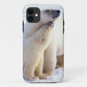 Polar bear sow with cub, pack iPhone 11 case