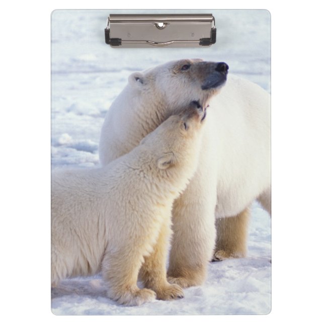 Polar bear sow with cub, pack clipboard (Front)