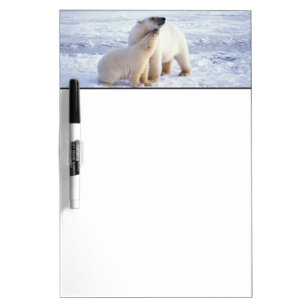 Polar bear sow with cub, pack ice of the Dry-Erase board