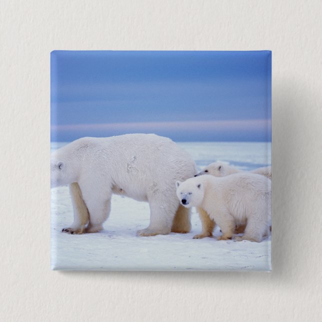 Polar bear sow with cubs button (Front)