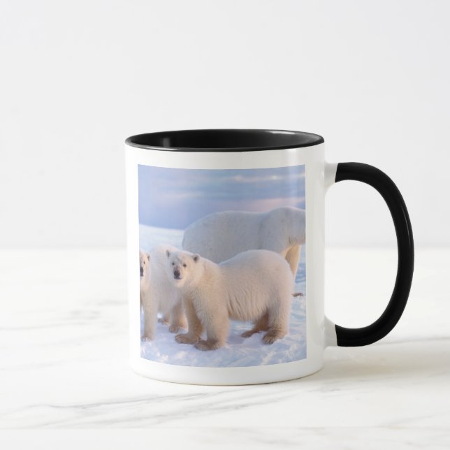 Polar bear sow with cubs on pack ice, coastal mug (Right)