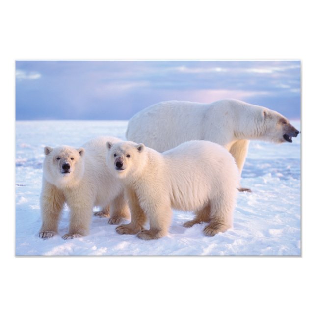 Polar bear sow with cubs on pack ice, coastal photo print (Front)