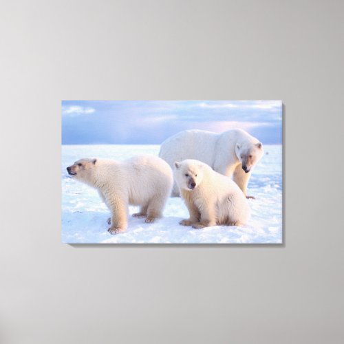 Polar bear sow with cubs on pack ice of coastal canvas print