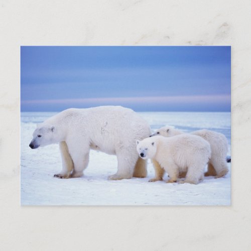 Polar bear sow with cubs on pack ice of postcard
