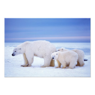 Polar bear sow with cubs photo print