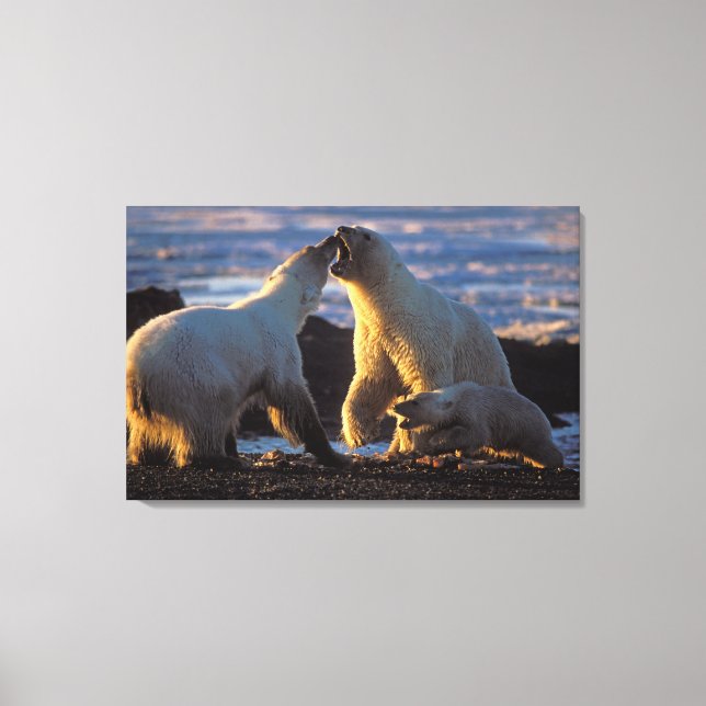 Polar bear sows with cub at side, 1002 coastal canvas print (Front)