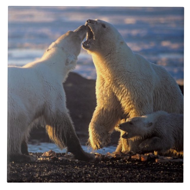 Polar bear sows with cub at side, 1002 coastal tile (Front)