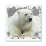 Polar Bear Square Magnet