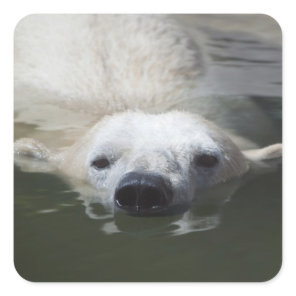 Polar Bear Square Sticker