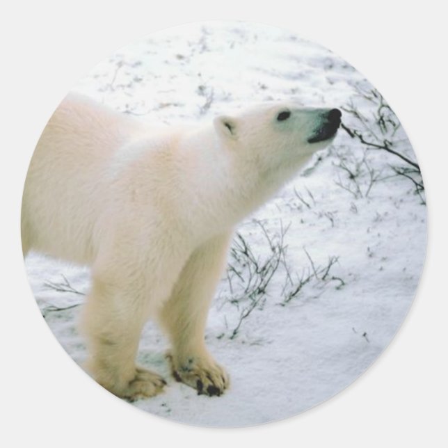 Polar Bear Sticker (Front)