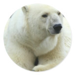 Polar Bear Sticker