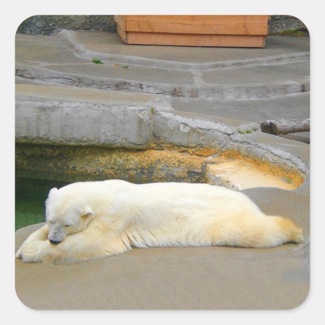 Polar Bear Stickers (Front)