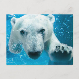 Polar Bear Swimming Postcard