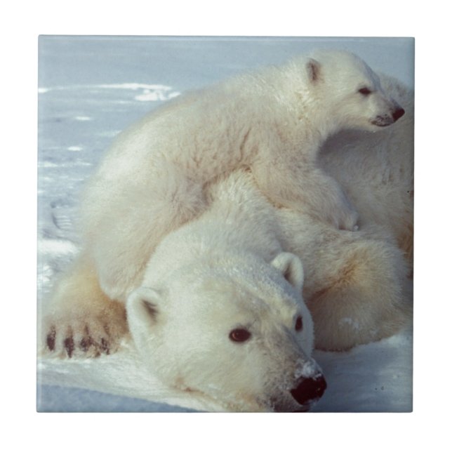 Polar Bear Tile (Front)