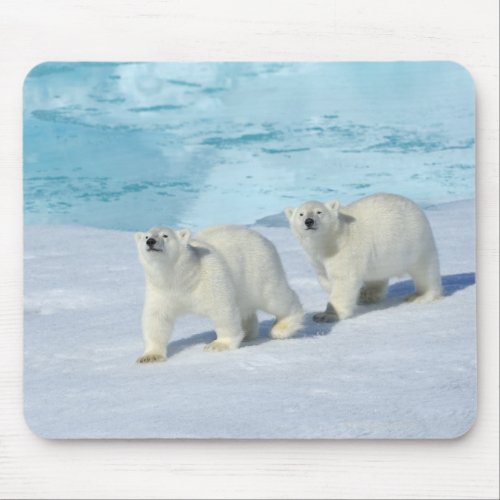 Polar bear two cups on pack ice Ursus Mouse Pad