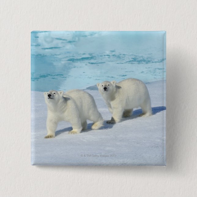 Polar bear, two cups on pack ice, Ursus Pinback Button (Front)