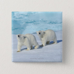 Polar bear, two cups on pack ice, Ursus Pinback Button