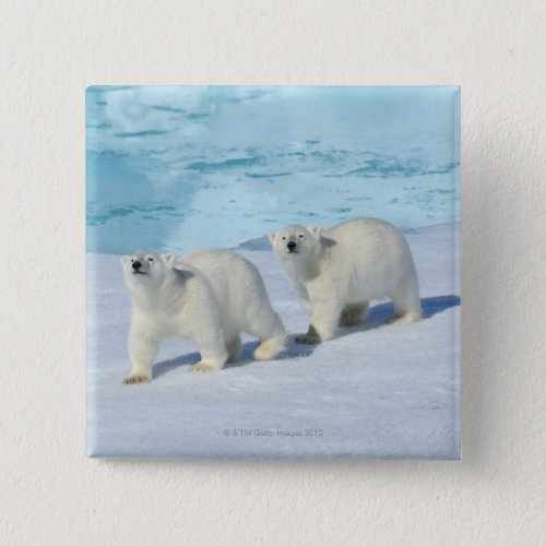 Polar bear two cups on pack ice Ursus Pinback Button
