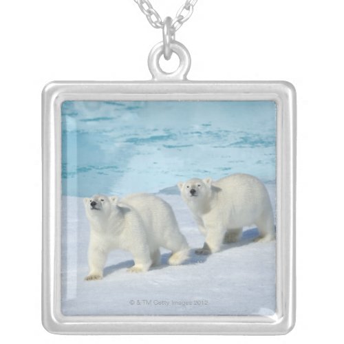 Polar bear two cups on pack ice Ursus Silver Plated Necklace