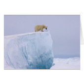 polar bear, Ursus maritimus (Front Horizontal)
