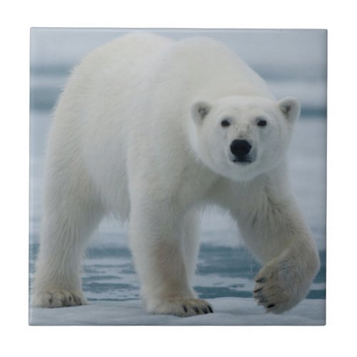Polar Bear Ursus Maritimus Adult Ceramic Tile