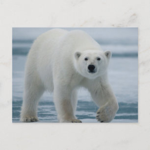Polar Bear, Ursus Maritimus, Adult Postcard
