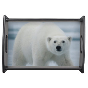Polar Bear, Ursus Maritimus, Adult Serving Tray