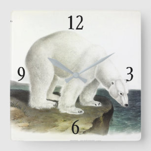 Polar Bear (Ursus Maritimus), Audubon's Quadrupeds Square Wall Clock