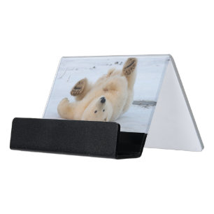 polar bear, Ursus maritimus, cub rolling 3 Desk Business Card Holder