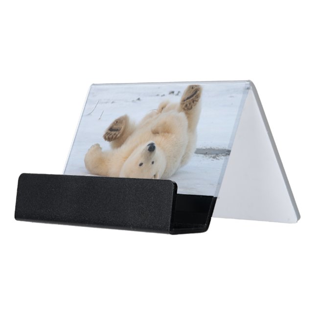 polar bear, Ursus maritimus, cub rolling 3 Desk Business Card Holder (Angled Front)