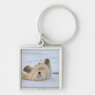 polar bear, Ursus maritimus, cub rolling 3 Keychain