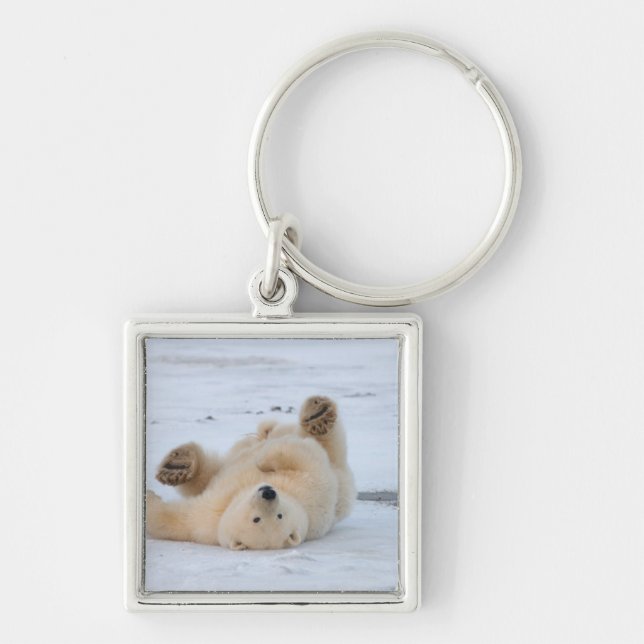 polar bear, Ursus maritimus, cub rolling 3 Keychain (Front)