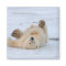 polar bear, Ursus maritimus, cub rolling 3