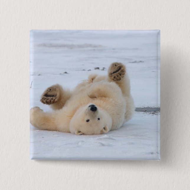 polar bear, Ursus maritimus, cub rolling 3 Pinback Button (Front)