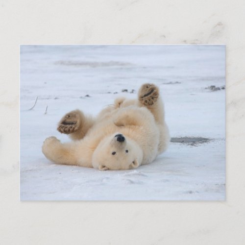polar bear Ursus maritimus cub rolling 3 Postcard