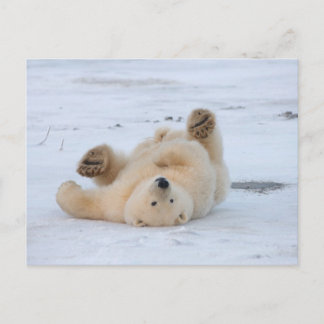polar bear, Ursus maritimus, cub rolling 3 Postcard