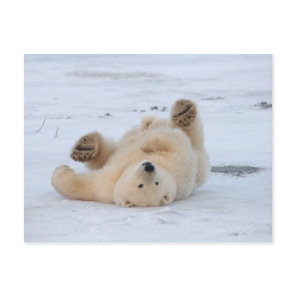 polar bear, Ursus maritimus, cub rolling 3 Postcard
