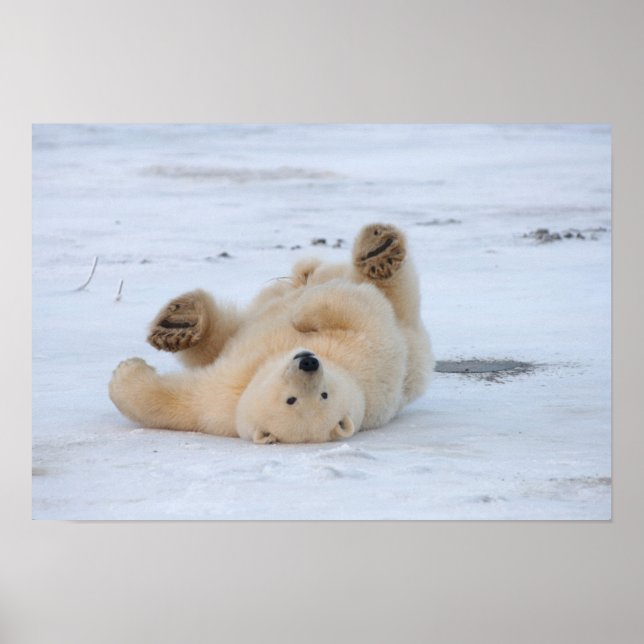 polar bear, Ursus maritimus, cub rolling 3 Poster (Front)
